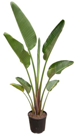 Trendyplants - Strelitzia Augusta - Paradiesvogelblume - Zimmerpflanze - Höhe 170-190 cm - Topfgröße Ø30cm