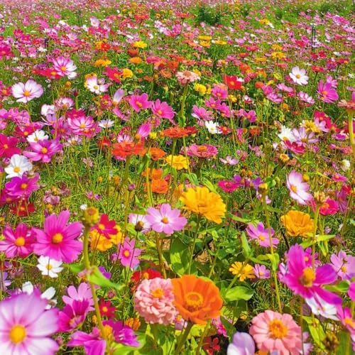 Semi di Cosmea, all'inverno semi di campo semi di Regali 1000pcs