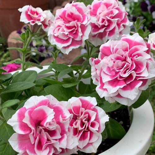 semi di petunia appesi Decorazione da giardino per esterno, balcone di petunia petunia esotiche resistenti, da balcone di aiuola, 35pcs