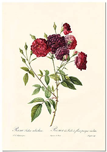 Panorama Lienzo Rosa Borgoña Vintage 35x50cm - Bastidor Incluido - Cuadros Decorativos para Salón - Decoración Moderna