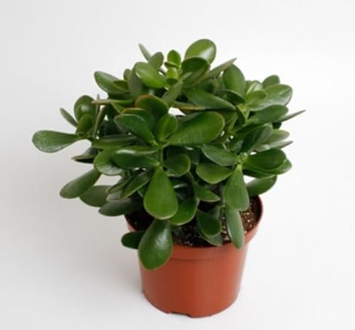 Money Tree Plant - Jade Plant | Crassula Ovata | Jade Bonsai | Live Jade Plant Succulent | in 10 cm Pot