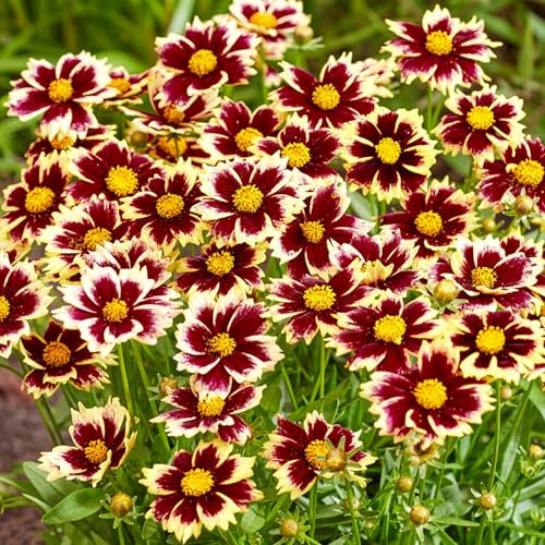 Coreopsis Solar Fancy – Real Outdoor Plants – Hardy Perennial with Red and Yellow Flowers – Live Flowering Plant for Borders, Pots, and Containers – Ideal for Summer Colour (9 cm Pot, 10-20 cm)