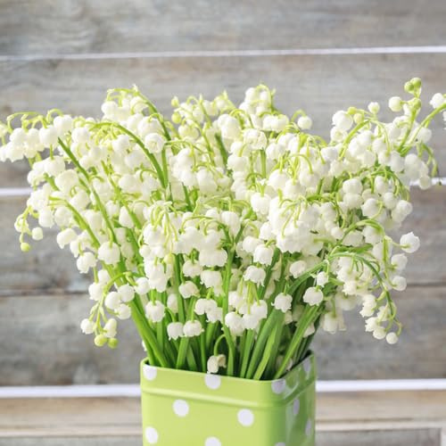 bulbos de lirio de los valles perenne resistente - jardín de rocas de balcón 20pcs