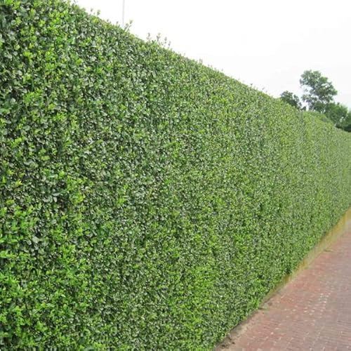 Lot de 25 Ligustrum Ovalifolium 60-90cm Racines Nues - Troène Luxuriant, Idéal pour Haies Denses | Croissance Vigoureuse, Feuillage Persistant, Résistant aux Maladies