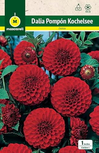 Mascarell Semillas, DALIA POM POM KOCHELSEE, Semillas Bulbosas, Bulbos de Flores Primavera Fácil de Cultivar, Bolsa 1 Bulbo