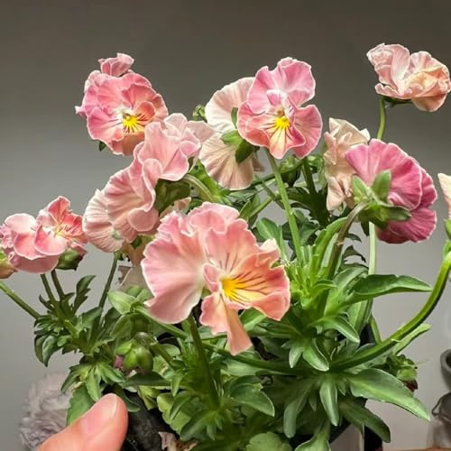 semi di viola del pensiero, resistenti esterno biologiche da balcone giardino 550pcs