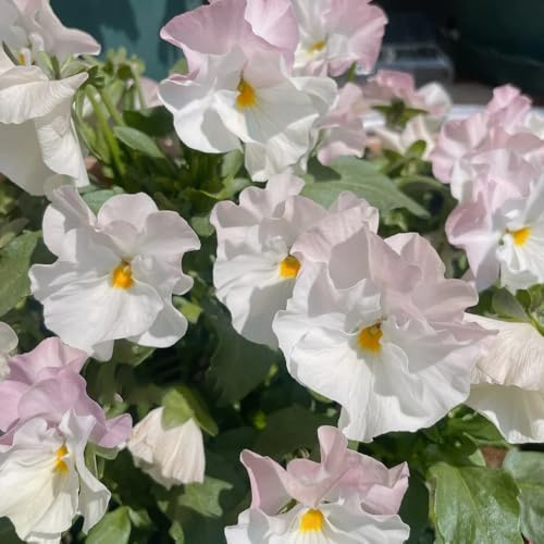 Semi di viola cornuta resistenti, biologici Viola cornuta, viola cornuta da giardino roccioso sono resistenti decorazione del soggiorno 250pcs