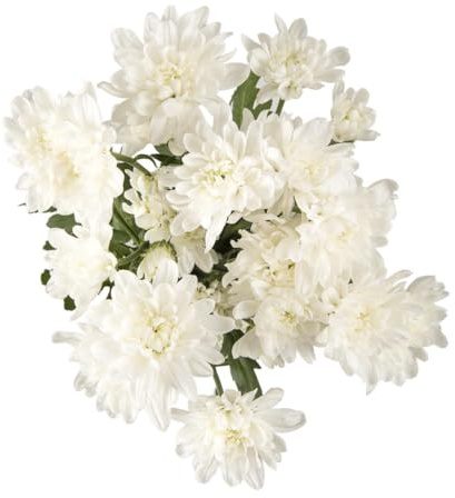 Crisantemo Planta Natural Mix Color Regalo Perfecto