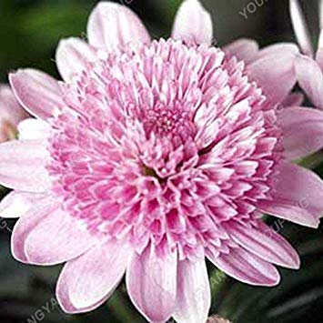SEMI – 100 Stück Chrysanthemen, halb im Topf in einem Gefäß zum Selbermachen, wenn Sie den Garten in großen Mengen verwenden