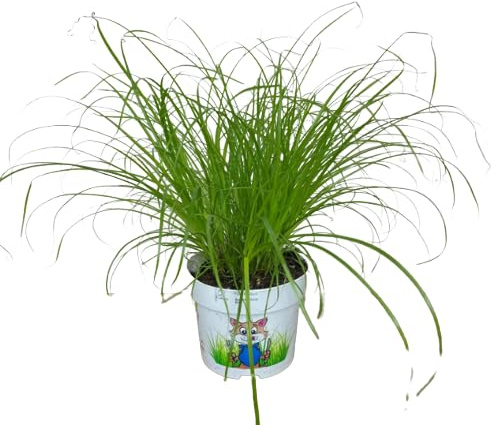 Planta Cyperus Natural para Animales la Hierba Ideal para Gatos
