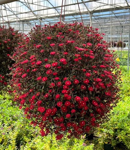 BALDUR Garten 2x Delosperma 'Desert Dancers® Red', Pflanzen im 9x9 cm-Topf