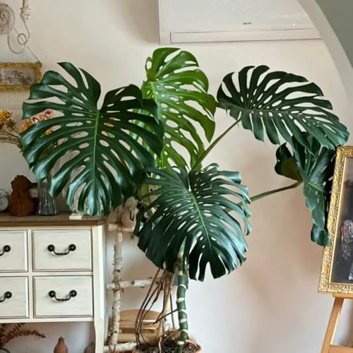semillas de monstera - perennes resistentes raras del jardín interior cobertura del 10pcs