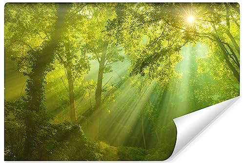 Muralo - Fototapete 3d Effekt - Selbstklebende Tapete 3d - Tapeten für Wohnzimmer Schlafzimmer - Fototapete Wald bei Tagesanbruch selbstklebend - Br. 360cm x Hö. 240cm