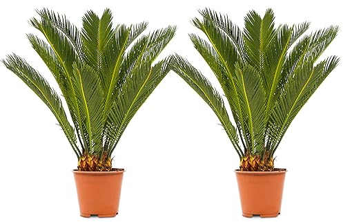 Bloomique - 2er Set - Cycas Revoluta - Palmfarn - Sagopalme - Palme - Sehr Pflegeleicht - Höhe 60-70 cm - Topf 17 cm