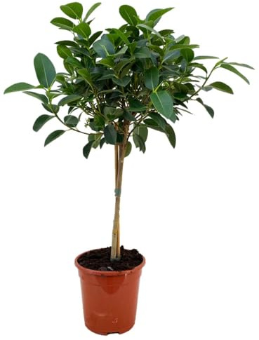 Ficus rubiginosa ‘Australis’ – Australischer Feigenbaum | Zimmerpflanze & Kübelpflanze, pflegeleichtes Stämmchen ca. 80–100 cm inkl. Ziertopf, luftreinigend & dekorativ