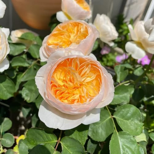 rosen winterhart - balkon, mehrjährig kletterrosen, garten 450samen