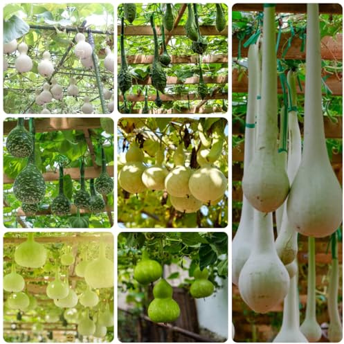 comprar semillas de calabaza de botella, variedades antiguas de calabaza de invierno, 25pcs
