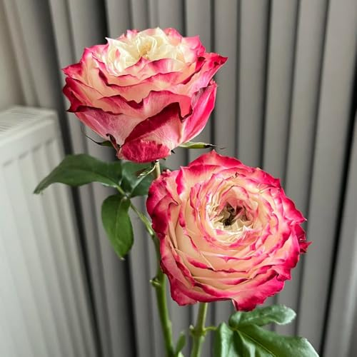 rosen winterhart - wild, kletterrosen bio, mehrjährig, balkon garten 220samen