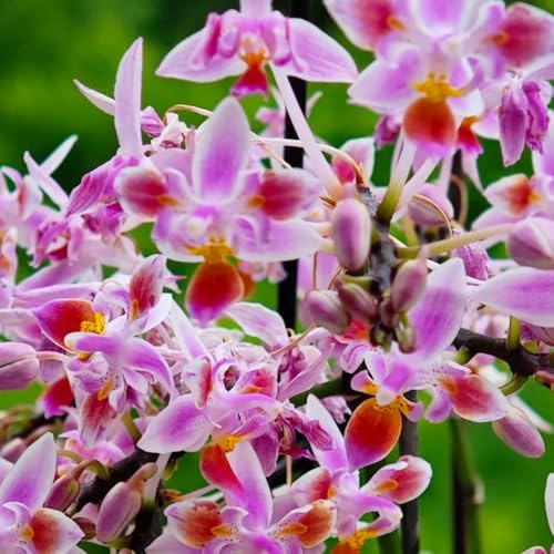 semillas de phalaenopsis - orquídeas jardín exóticas, balcón resistentes. orgánicas para sombra al aire 20pcs