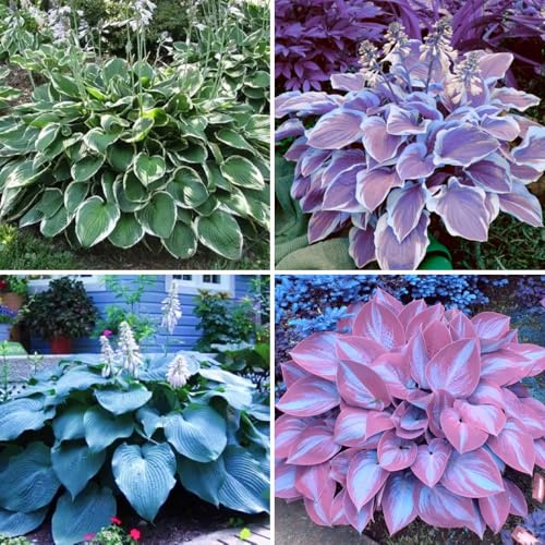 Funkien Kaufen: Winterfeste Rhizome - Schöne Hosta für Schatten- & Sonnenseiten-8 Hosta knolle-B