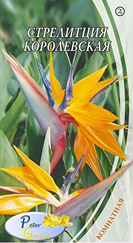 Portal Cool De la Strelitzia Reginae - De Paradis Oiseaux - Strelitzia Reginae-L