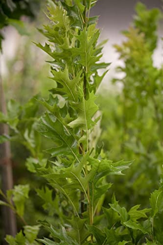 Säulensumpfeiche Quercus palustris Green Pillar 100-125 cm winterhart