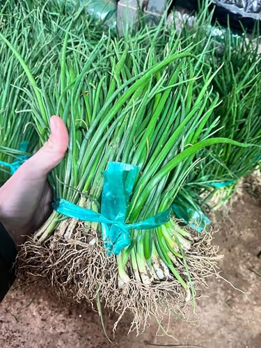 Plantel de Huerta, Pack de 150 Plantin de CEBOLLA Kit de Huerto, Plantines para Ensaladas