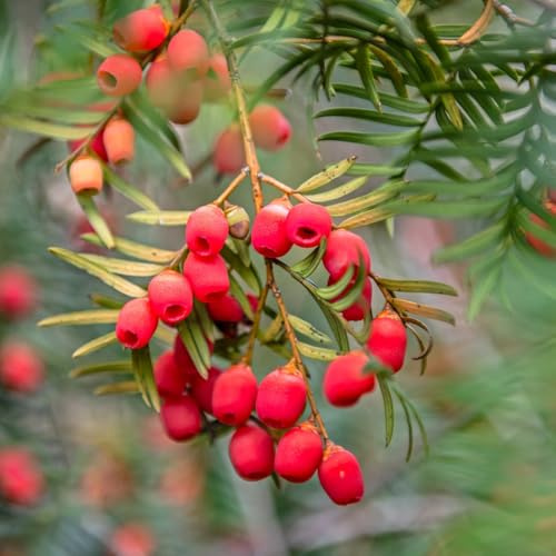 eibe taxus baccata, eibesamen bonsaibaum, züchten topfpflanzen winterharte garten 45pcs
