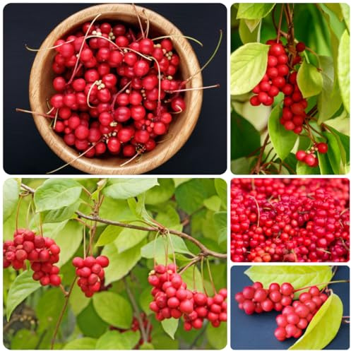 schisandra - alte sorten säulenobst säulenobstbäume obstgarten wildkräuter seltene heilkräuterobstbaum obstbäume kaufen 100samen