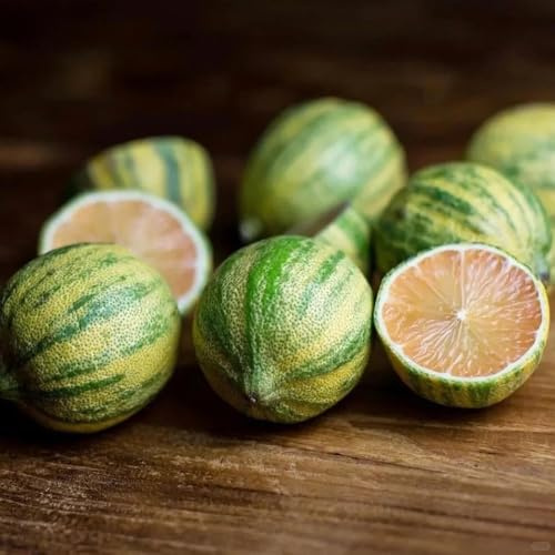 zitronenbaum kaufen bio obstbäume kaufen schnell wachsende sträucher exotische winterfeste balkon winterharte balkon obstsamen baumsamen gartendeko für draußen topfpflanzen draußen 100samen