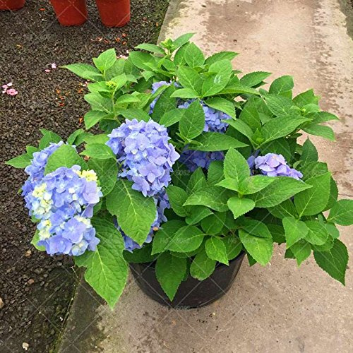 Hortensia bleu de graines diverses graines de fleurs d'hortensia Chine Hortensia Bonsaï Viburnum Vase Plante pour la maison et le jardin