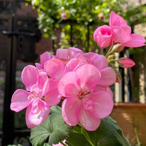 semi di geranio da giardino roccioso resistenti gerani pelargonium appesi di recisi da aiuola rialzata resistenti decorazione 20pcs
