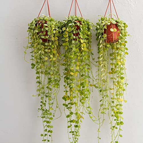 Houseplant Dischidia nummularia String of Nickels Button Orchid Tender Perennial Succulent Leaves Easy to Grow Your Own Indoor Trailing Foliage Plants 14cm Hanging Potted Plant by Thompson and Morgan