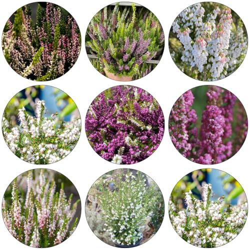 Heidekraut wildkräuter wildblumensamen blumensamen mehrjährig winterhart frühlingsblumen winterharte stauden dauerblüher blumenwiesensaat blumengarten wildblumen balkonblumen 250samen