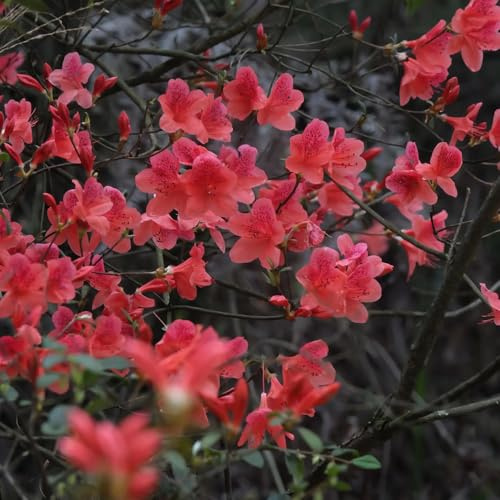 Semillas de rododendro, para lugares soleados azalea resistentes, resistentes balcones. Las jardín rocas 60pcs