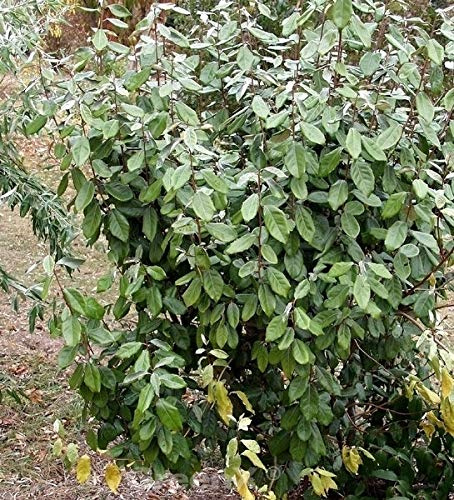 Wintergrüne Ölweide 100-125cm - Elaeagnus ebbingei - lebende Gartenpflanze aus den Baumschulen