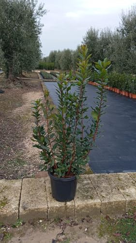 Arbutus Unedo – Corbezzolo (Erdbeerbaum) 140 cm / P30 – Dekorative Pflanze für Garten, Terrasse & Balkon, Winterhart, Fruchttragend & Pflegeleicht