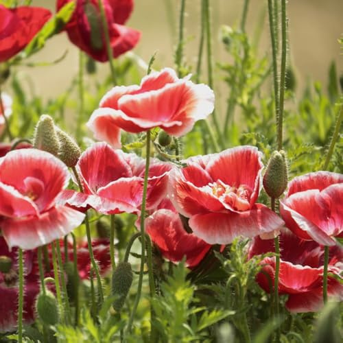 klatschmohnsamen, blumenwiese mehrjährig klatschmohn, hochbeet bio blumenbeet winterhart für sonnige plätze 100pcs
