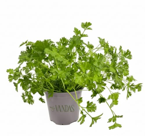 VANDAS Prezzemolo Comune – Pianta Aromatica Mediterranea | Foglie Fresche per Cucina | Vaso 12.5cm | Facile da Coltivare | Made in Italy