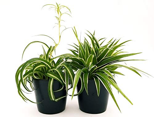 POWERS TO FLOWERS - CHLOROPHYTUM, FALANGIO 2 PIANTE, VARIETA' BONNIE e OCEAN, vaso 12cm, piante vere