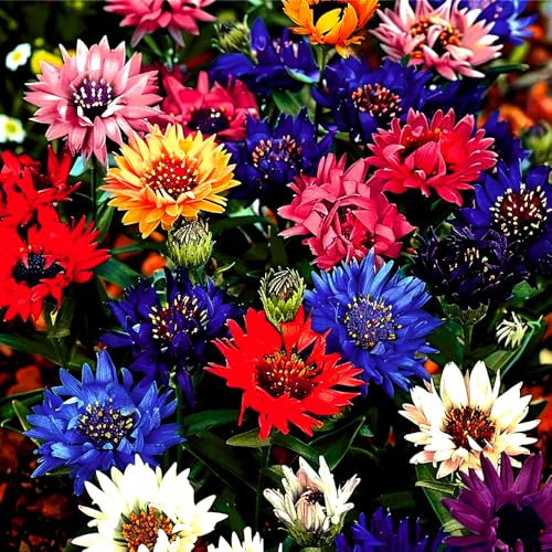 Mixrug 1008+ Dwarf Colorful Cornflower Seeds Perennial, Cornflower Seeds Mix for Planting, Corn Flower Seed Non-GMO Heirloom Plant Seed Gardens Outdoor