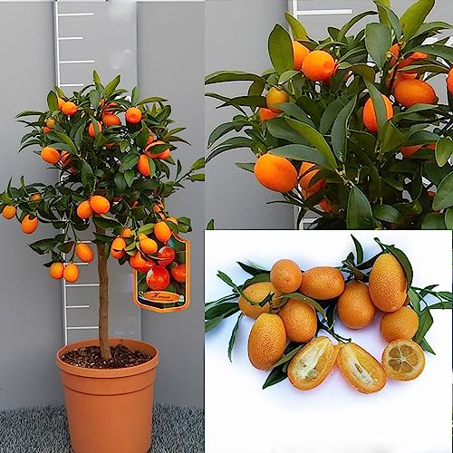SAVINI VIVAI Planta de Kumquat, árbol de cítricos chino mandarín Kumquat en maceta de 20 cm altura 70 cm 2-3 años de injerto, fabricado en Italia