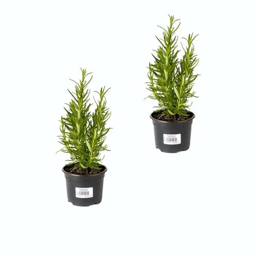 Romero Aromático |Pack 2 Plantas | DECOALIVE Plantas Aromáticas y para Cocinar