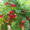 granado resistente - semillas fruto columnar comprar árboles árbol frutal - Serie Plantas Raras - árbol frutal productos sostenibles plantas de interior semillas de frutas frutas 35pcs