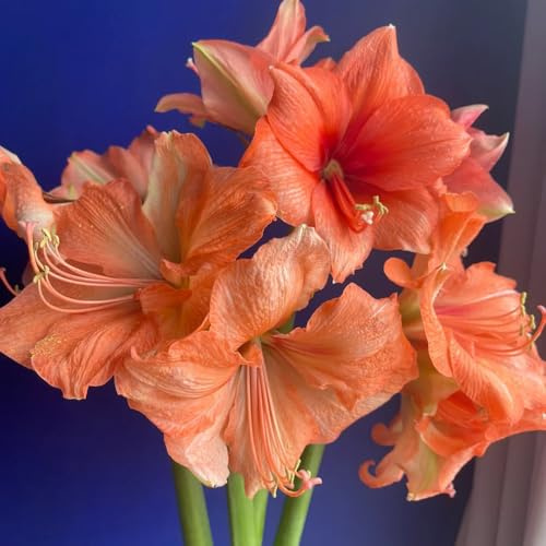 3bulbos de amarilis comprar, mini jardín de amarilis decoración, interior decoración, silvestres