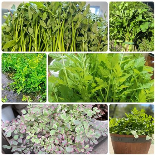 semi di crescione semi di esotico microgreens aromatiche da cucina invernali d'appartamento sostenibili raro verdi 1000pcs