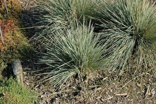 Blaustrahlhafer Helictotrichon sempervirens Saphirsprudel Ziergras winterhart