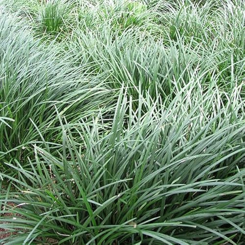 6 x Japanischer Schlangenbart - Ophiopogon Japonicus Topf 9x9cm: Attraktive, pflegeleichte Bodendecker mit grünem Laub.