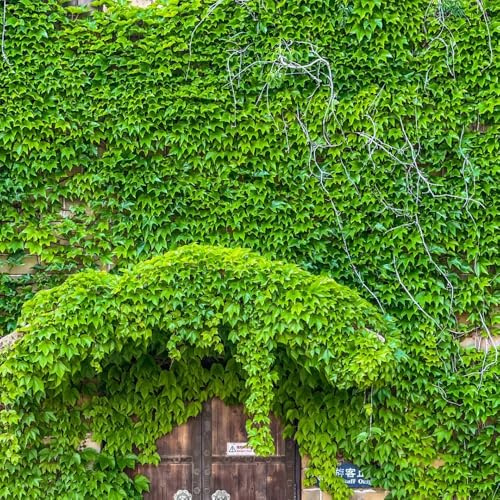 Semi di rampicanti selvatiche - decorazione da giardino per esterni Semi di vite selvatica resistente al freddo, rampicanti per il giardino 250pcs