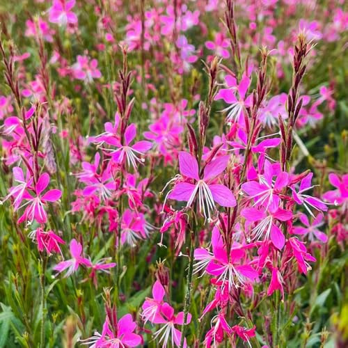 semillas de Gaura decoración jardín balcón invernadero interior 150pcs